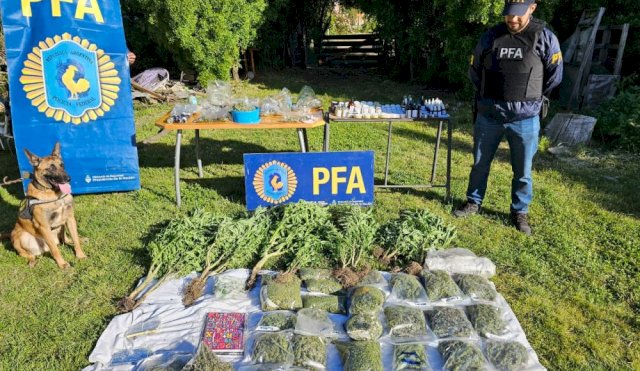 Incautaron más de 22 millones de pesos en marihuana en Chubut